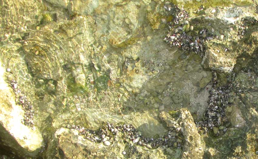 Mexican Blue Legged Hermit Crab, CLIBANARIUS TRICOLOR, clustering in tide pool