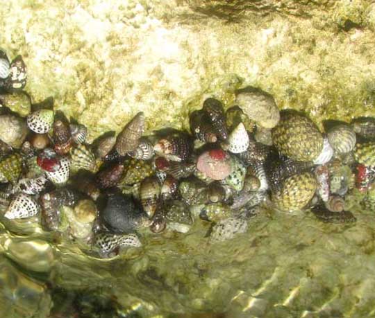 Mexican Blue Legged Crab, CLIBANARIUS TRICOLOR, clustering