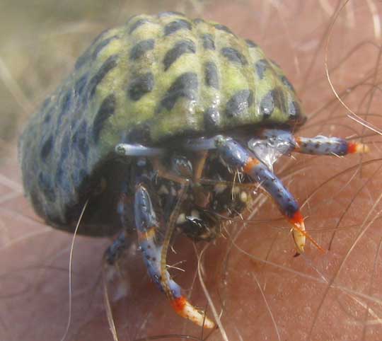 Mexican Blue Legged Crab, CLIBANARIUS TRICOLOR, in nerite shell