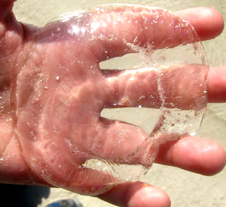 Saucer Jelly, probably Moon Jellyfish, AURELIA AURITA