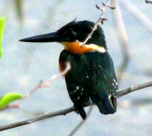 Pygmy Kingfisher, CHLOROCERYLE AENEA STICTOPTERA