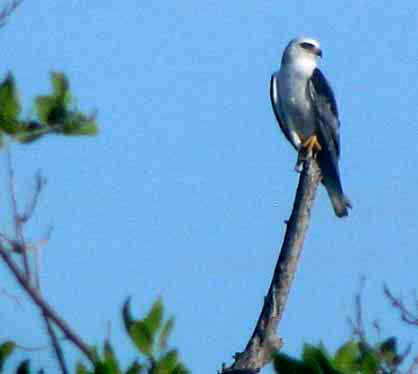 White-tailed Kite, ELANUS LEUCURUS MAJUSCULUS