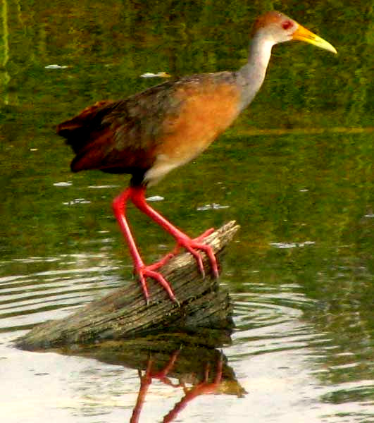 Russed-naped Wood-Rail, ARAMIDES ALBIVENTRIS