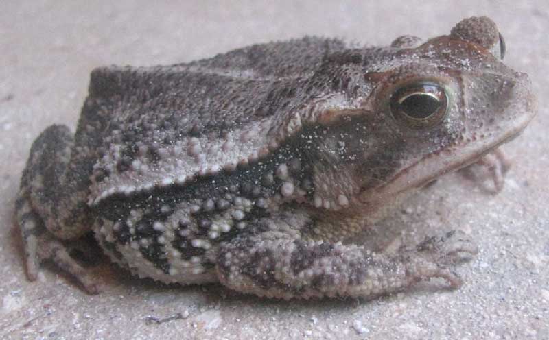 Gulf Coast Toad, BUFO VALLICEPS