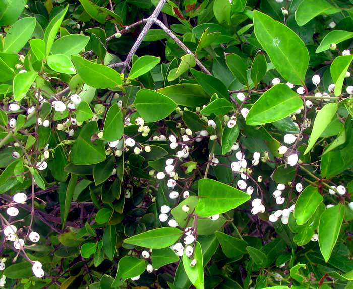 Snowberry, CHIOCOCCA ALBA