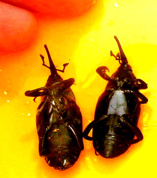 Palm Weevil, RHYNCHOPHORUS PALMARUM, killed in a pheromone trap in Mexico