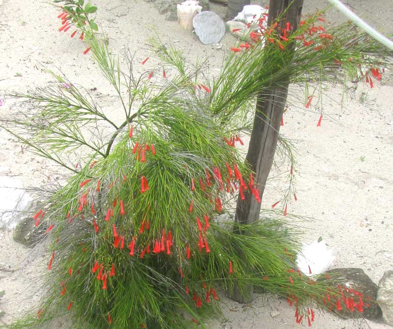 Coral Plant, RUSSELIA EQUISETIFORMIS
