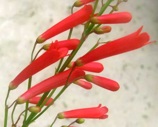 Coral Plant, RUSSELIA EQUISETIFORMIS, flowers