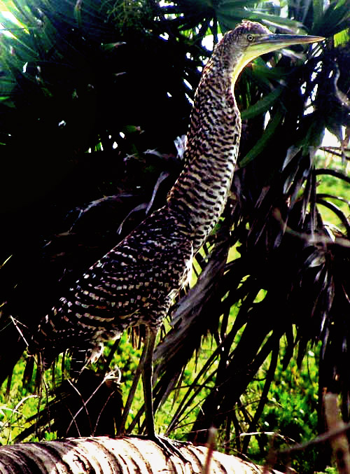 Bare-throated Tiger-Heron, TIGRISOMA MEXICANUM, juvenile