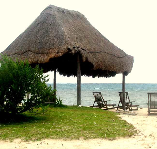 Zoysia Grass, ZOYSIA cf. TENUIFOLIA, stabilizing sand in the tropics