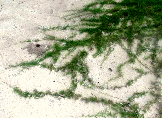 Zoysia Grass, ZOYSIA cf. TENUIFOLIA, rhizomes creeping across sand