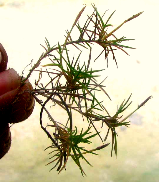 Zoysia Grass, ZOYSIA cf. TENUIFOLIA, rhizomes and leaves