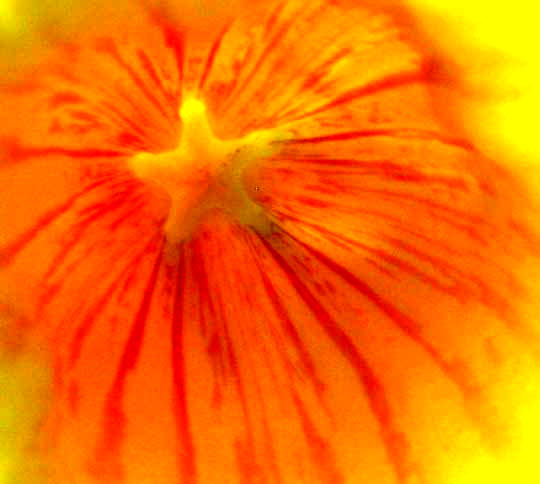 Golden Trumpet vine, ALLAMANDA CATHARTICA, view inside floral tube