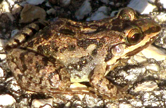 White-lipped Foamfrog, LEPTODACTYLUS LABIALIS