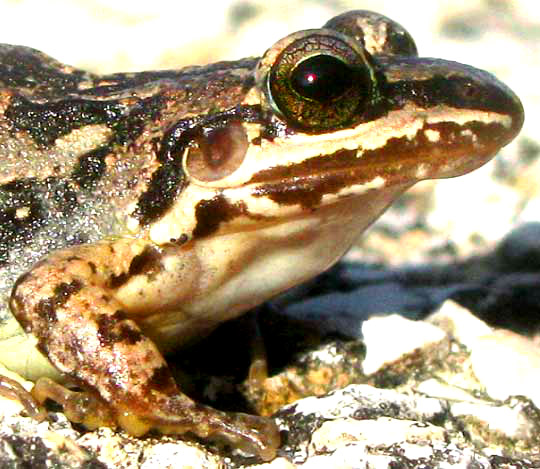 White-lipped Foamfrog, LEPTODACTYLUS LABIALIS, head