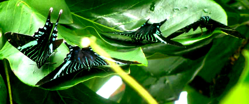 Sunset Moths clustering, URANIA FULGENS