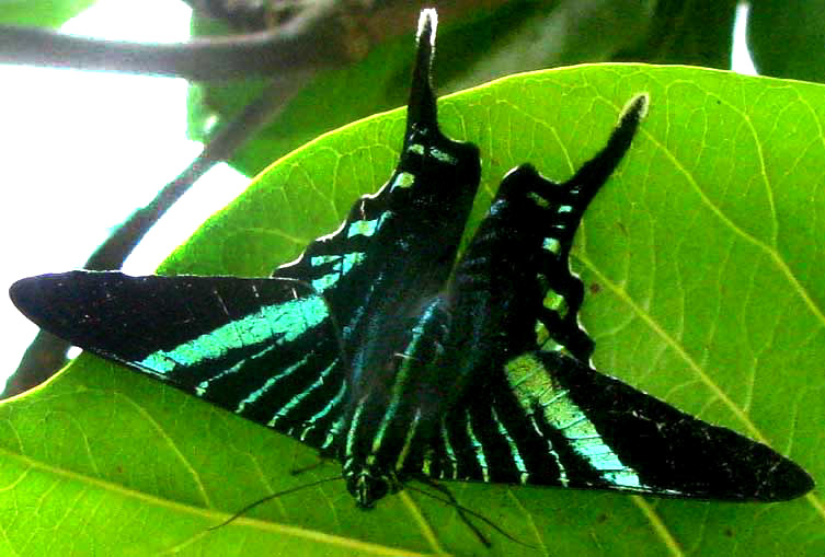 Sunset Moth, URANIA FULGENS