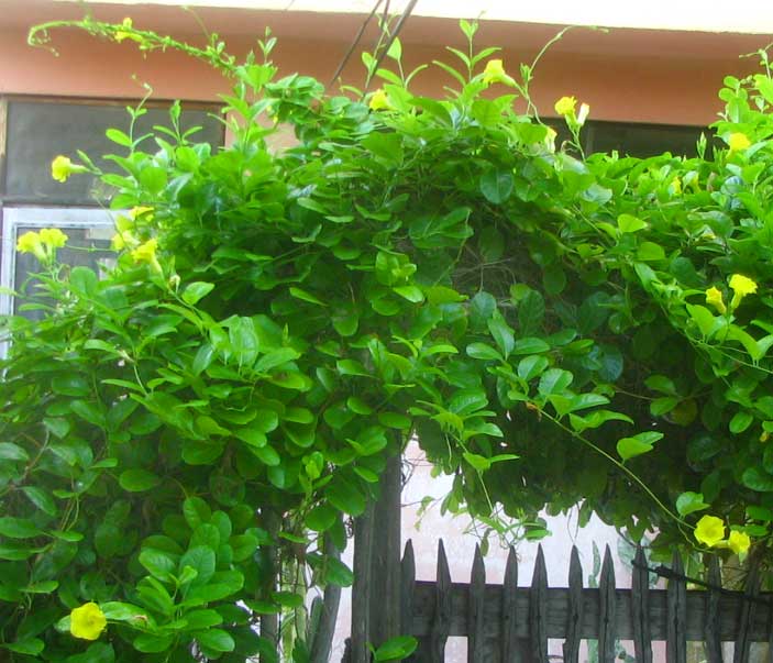 Pentalinon luteum vine overgrowing fence