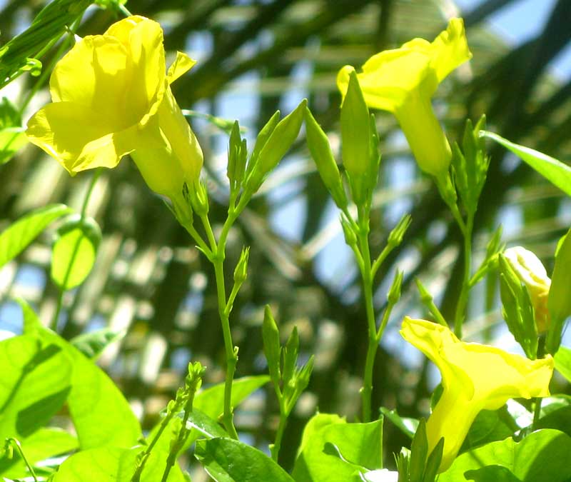 Pentalinon luteum flowers