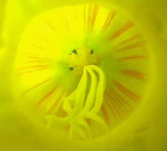 Pentalinon luteum flower throat showing anther appendages