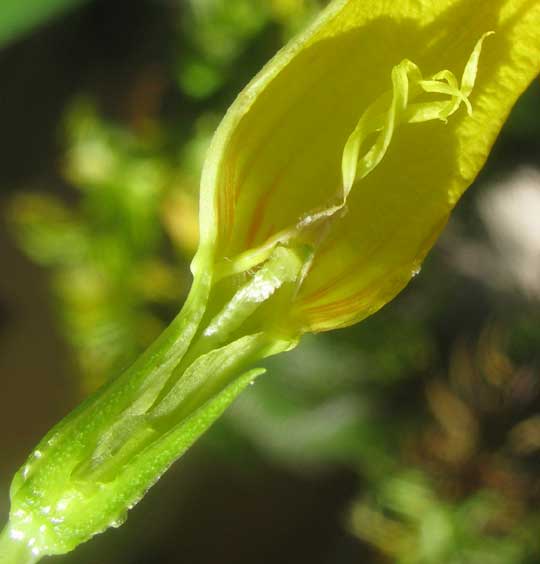 Pentalinon luteum flower throat showing anther appendages, longitudinal section