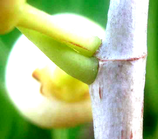 stipular ring on fig tree stem, Ficus crassinervia