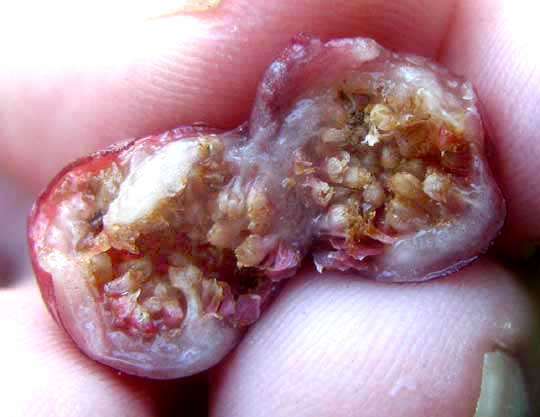 split fig of FICUS CRASSINERVIA