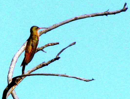 Green-breasted Mango, ANTHRACOTHORAX PREVOSTII, immature