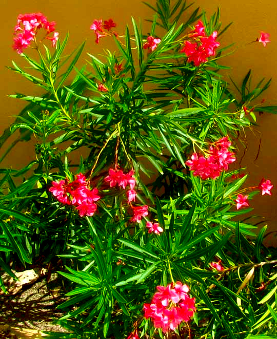 Oleander, NERIUM OLEANDER