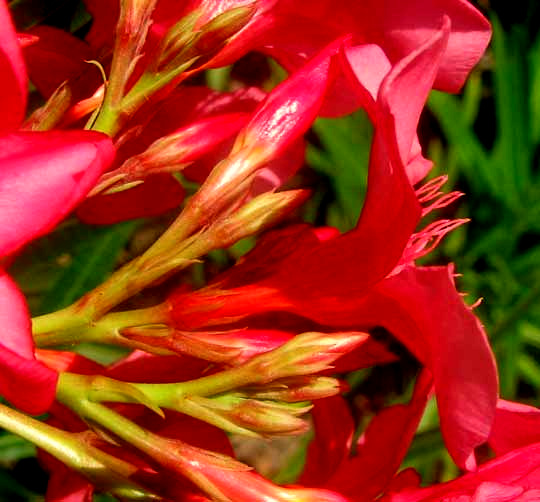 Oleander, NERIUM OLEANDER, inflorescence