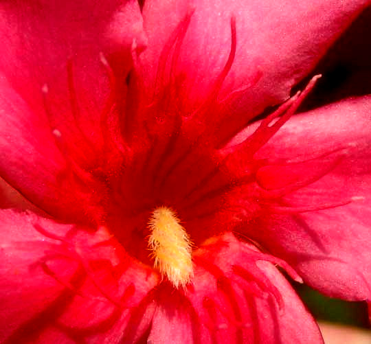 Oleander, NERIUM OLEANDER, view down flower throat