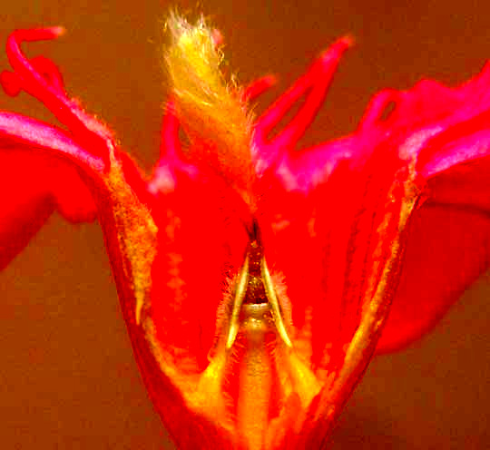 Oleander, NERIUM OLEANDER, flower longitudinal section showing anther appendages and stigma head