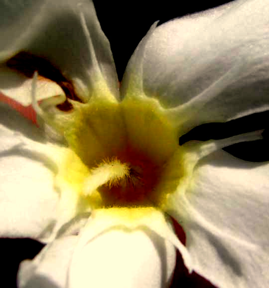 Oleander, NERIUM OLEANDER, view into corolla tube