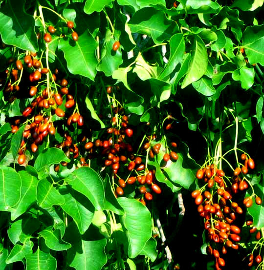 Poisonwood, METOPIUM BROWNEI, ripe fruits