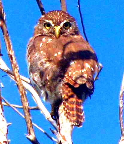 Ferruginous Pygmy-Owl, GLAUCIDIUM BRASILIANUM