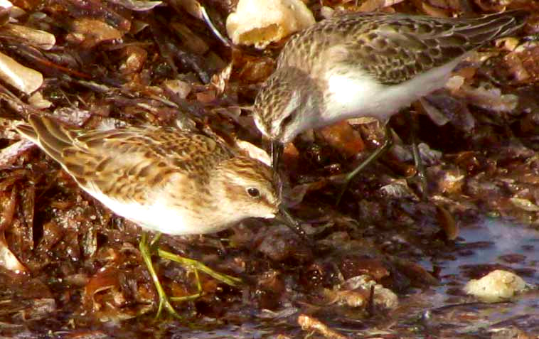 Least Sandpiper and Semipalmated Sandpiper