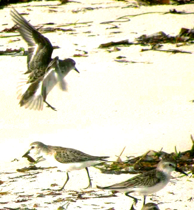 Semipalmated Sandpiper & Western Sandpiper