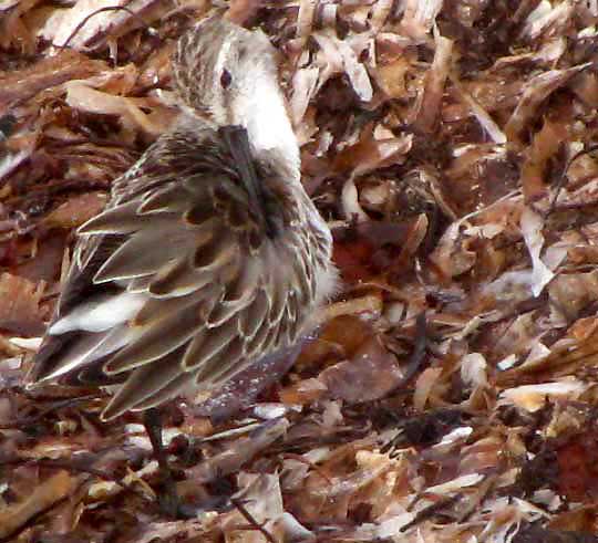 Preening Western Sandpiper