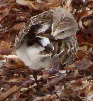 Western Sandpiper, Calidris mauri, preening