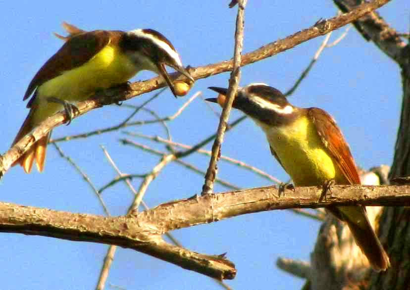 Great Kiskadee, PITANGUS SULPHURATUS