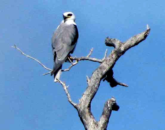 White-tailed Kite, ELANUS LEUCURUS MAJUSCULUS