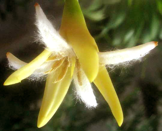 Red Mangrove, RHIZOPHORA MANGLE, flower