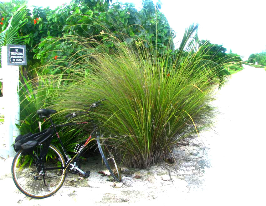 Sand Cordgrass, SPARTINA BAKERI