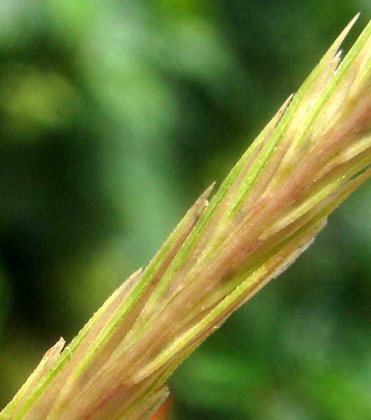 Sand Cordgrass, SPARTINA BAKERI, florets