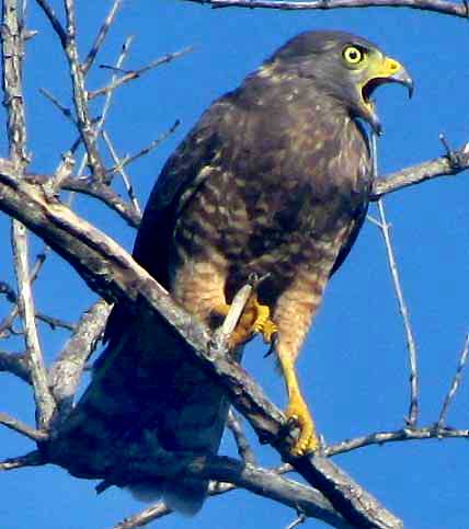 Roadside Hawk, BUTEO MAGNIROSTRIS