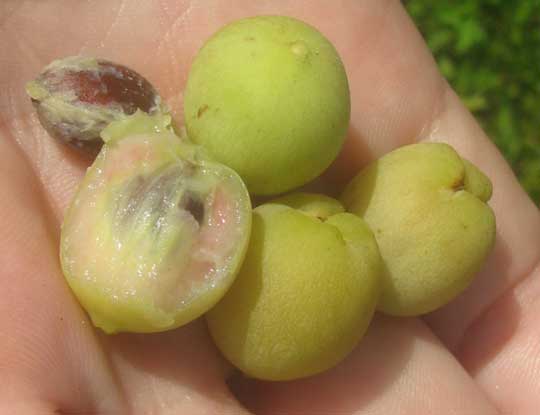 Ripe seagrapes, COCCOLOBA UVIFERA