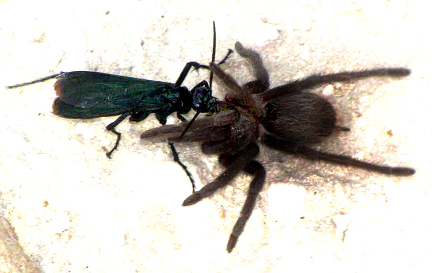 Tarantula Hawk Wasp (cf. Pepsis) tugging on tarantula, TLILTOCATL vagans