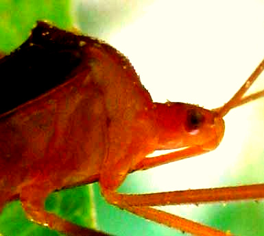 Affinis Leaf-footed Bug, ANISOSCELIS AFFINIS, side view showing proboscis stowed below abdomen