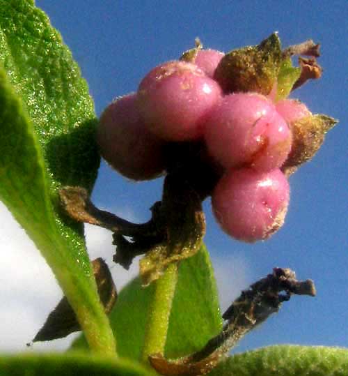 Wild Sage, LANTANA INVOLUCRATA, fruits