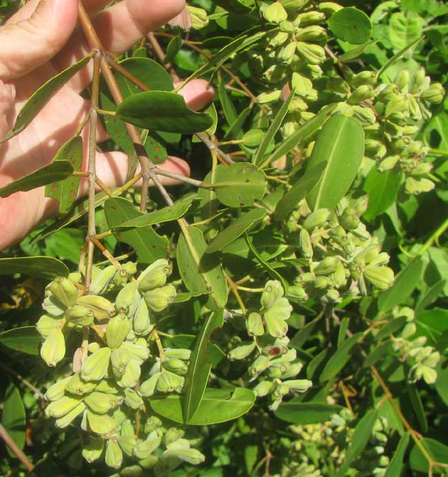 White Mangrove, LAGUNCULARIA RACEMOSA, leaves and fruits